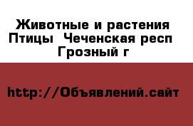 Животные и растения Птицы. Чеченская респ.,Грозный г.